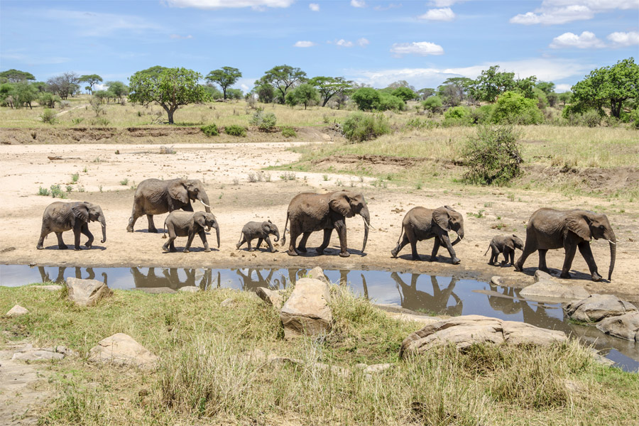 Tarangire National Park safari