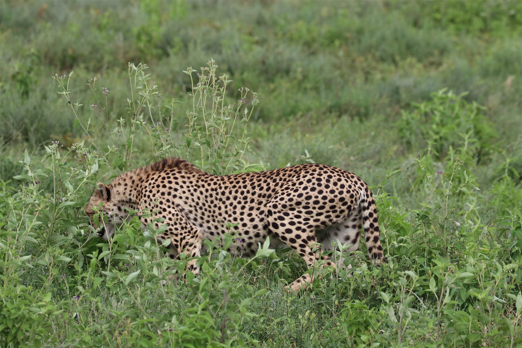 Cheetah in Tanzania grassland
