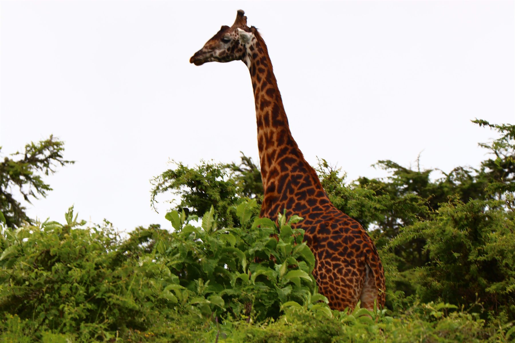 Tanzania Safari with Kids