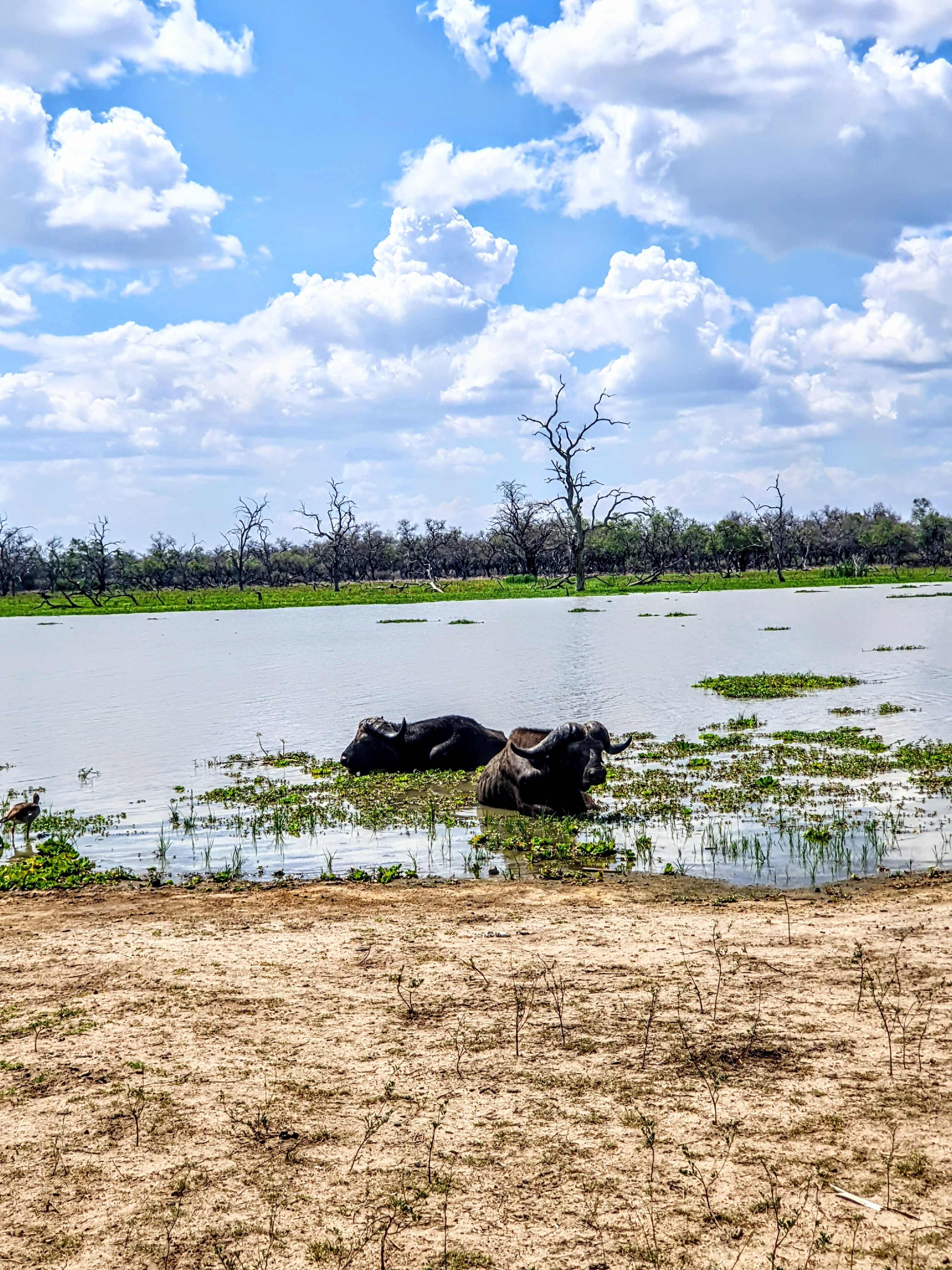 4 Days Serengeti and Ngorongoro Crater Group Safari