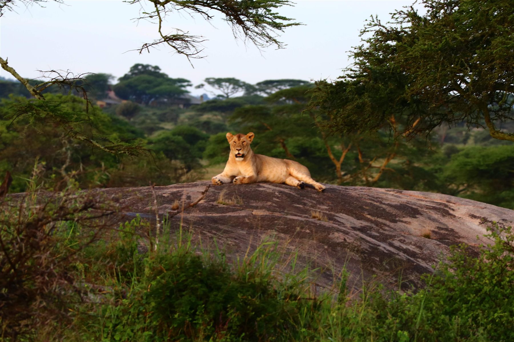 Ngorongoro