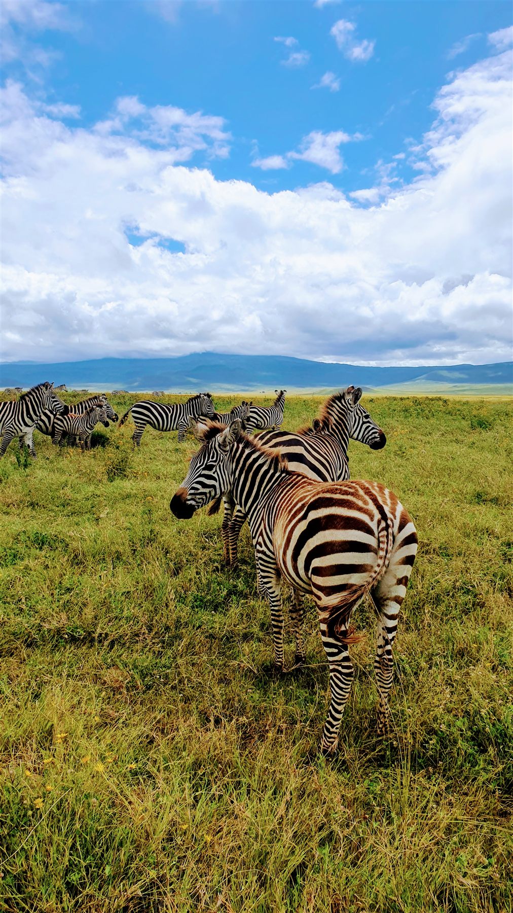 Serengeti plains wildlife and open landscapes
